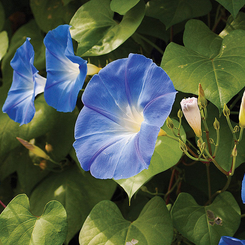 Morning Glory 'Clarke's Heavenly Blue'