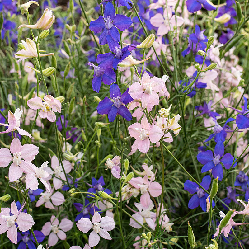 Larkspur 'Bunny Bloom' Organic seeds