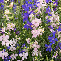 
    



Larkspur 'Bunny Bloom' Organic
