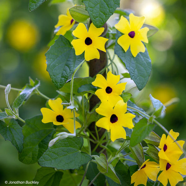 black succulent yellow flower Black-eyed Susan Vine 'Sunny™ Lemon Star' plants
