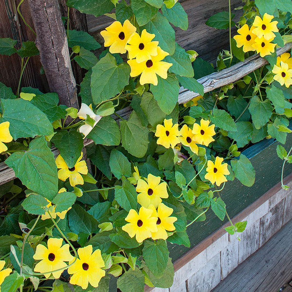 planting black eyed susan vine seeds Black-eyed Susan Vine 'Sunny™ Lemon Star' plants