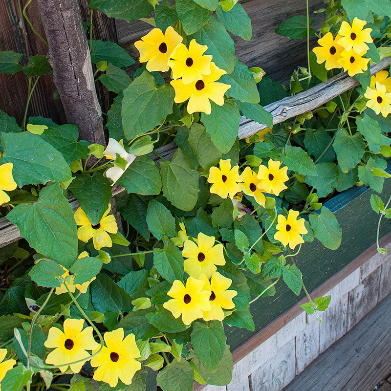 black succulent yellow flower Black-eyed Susan Vine 'Sunny™ Lemon Star' plants