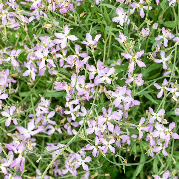 stock flower seed Stock