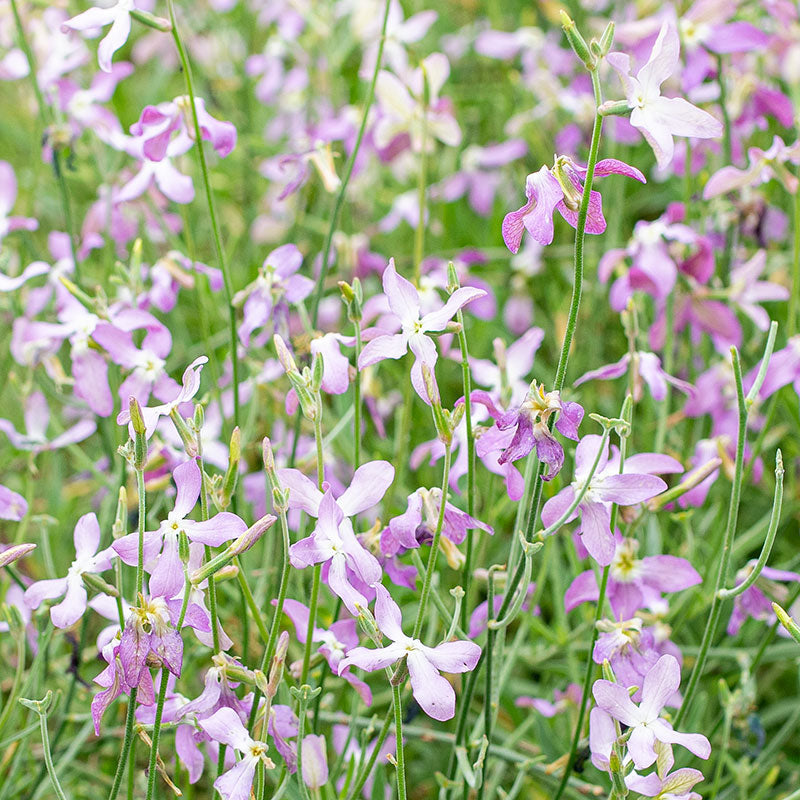 planting night scented stock seeds Stock