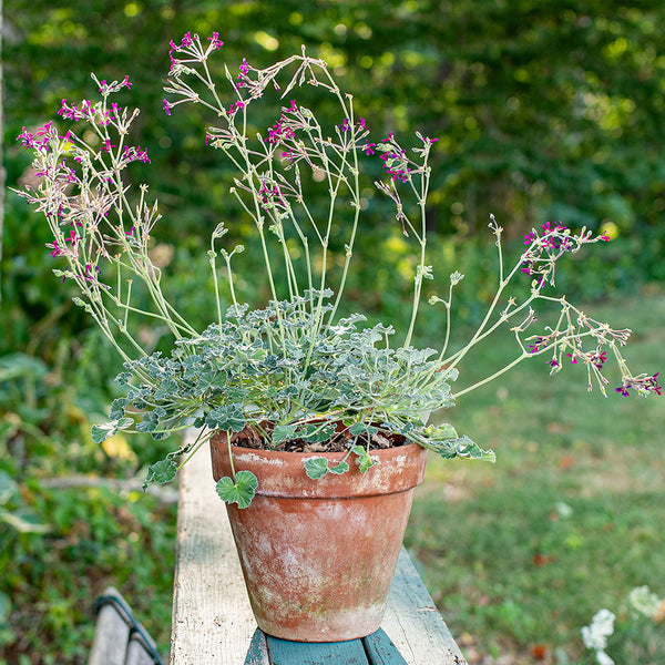 seed geraniums for sale Geranium 'Sidoides' plants