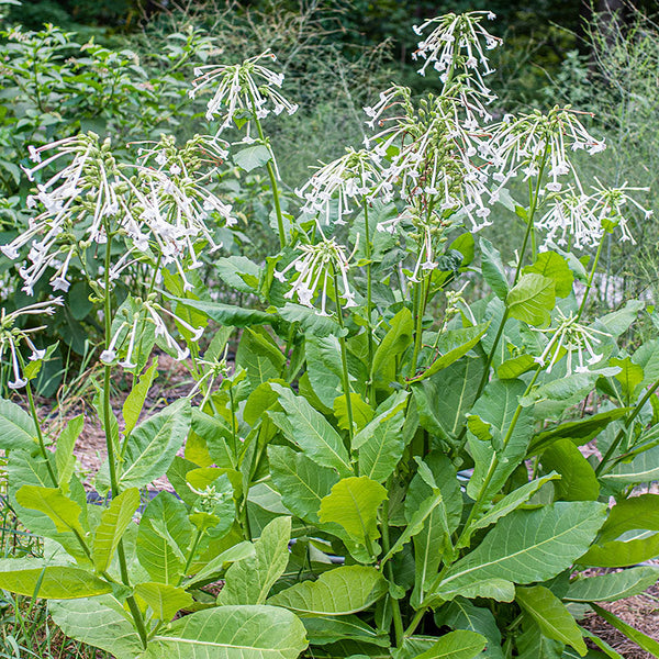 tobacco plant uk for sale Woodland Tobacco seeds