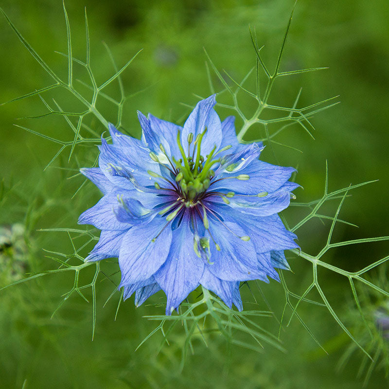 Love-in-a-Mist 'Miss Jekyll Blue'