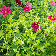 Tobacco 'Lime Green'