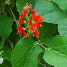 Runner Bean 'Scarlet'