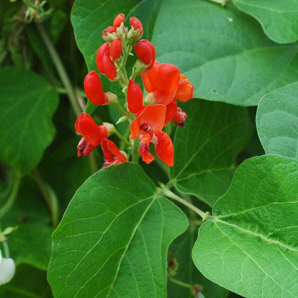 
    



Runner Bean 'Scarlet'
