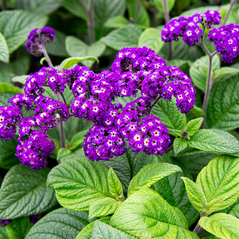 heliotrope flower seeds Heliotrope 'Fragrant Delight' plants
