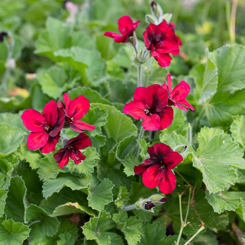 Geranium 'Voodoo' plants