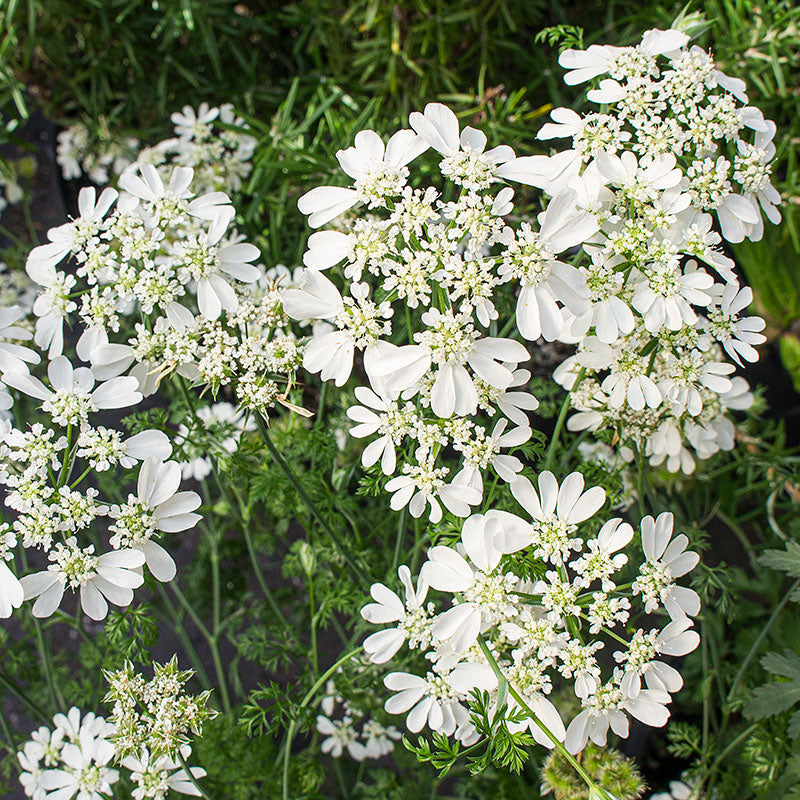white lace flower seeds Orlaya White Lace Flower Seeds