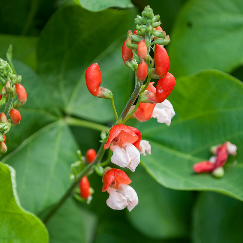 Runner Bean 'Painted Lady'