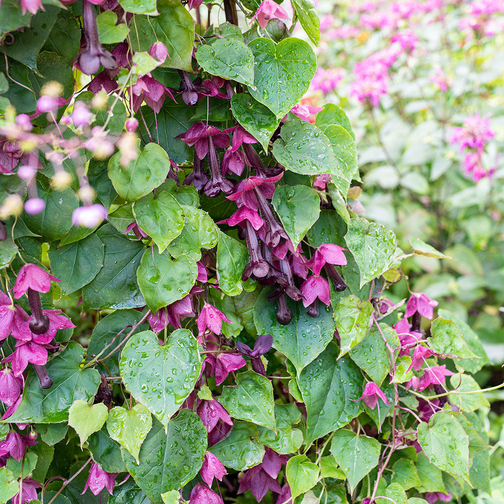 purple vine hanging plant Purple Bell Vine
