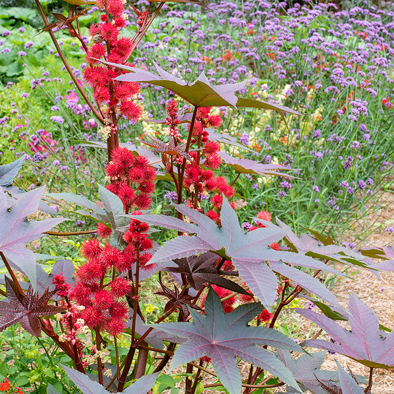 Castor Oil Bean 'Carmencita Red'