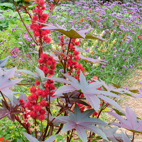 Castor Oil Bean 'Carmencita Red' seeds