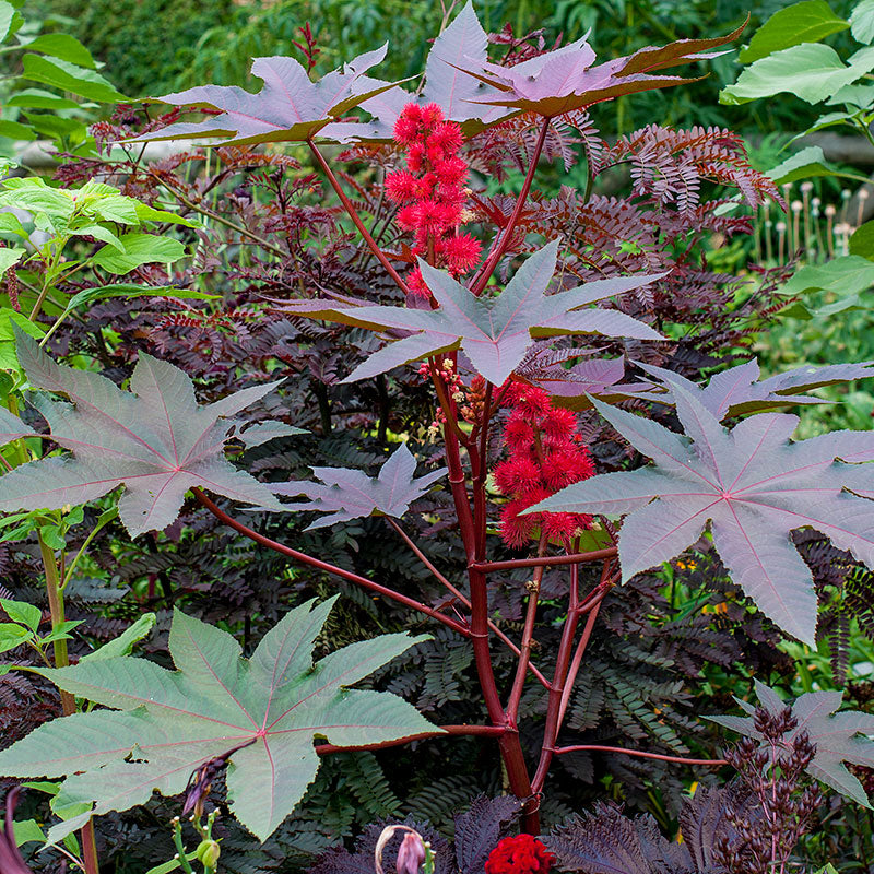 Castor Oil Bean 'Carmencita Red'