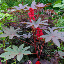 Castor Oil Bean 'Carmencita Red'