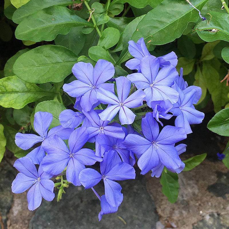 Plumbago 'Imperial Blue' - S1