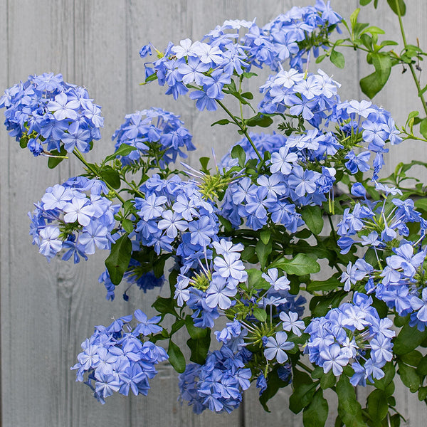 plumbago plant in pots Plumbago 'Imperial Blue' plants