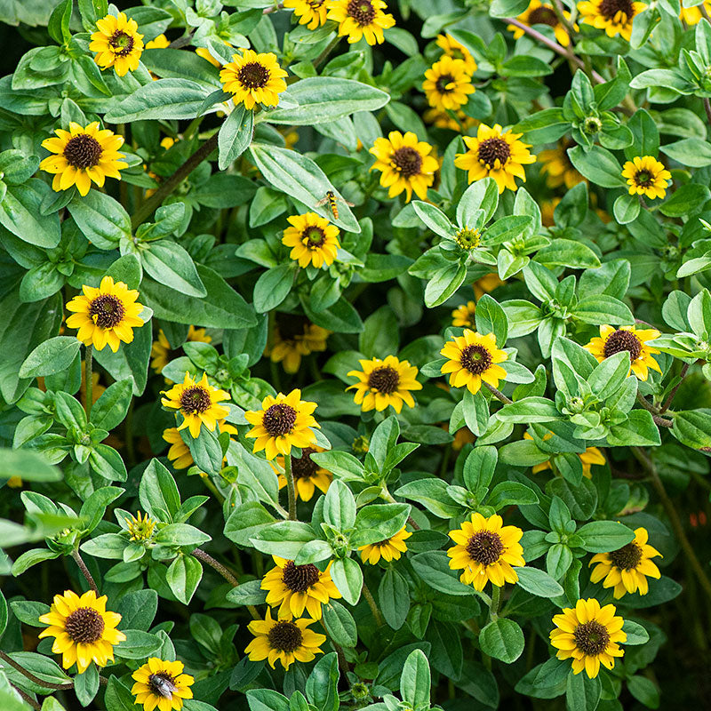 zinnia seed planting Creeping Zinnia