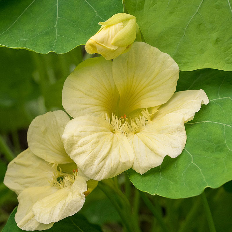 Nasturtium 'Moonlight'