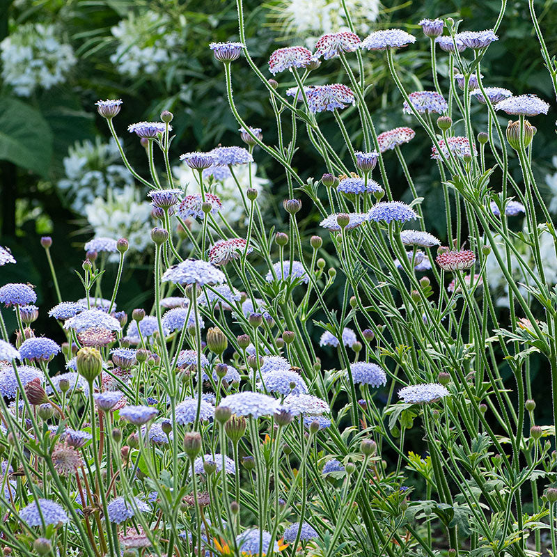 Blue Lace Flower seeds - Didiscus caeruleus