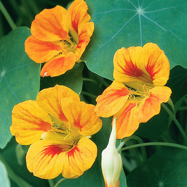 Nasturtium 'Indian Cress'