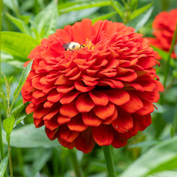 planted flower seeds merge mansion Zinnia 'Benary's Giant Scarlet' seeds