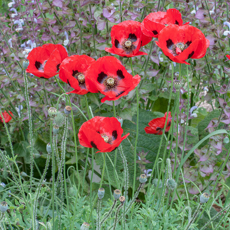 Poppy 'Ladybird'