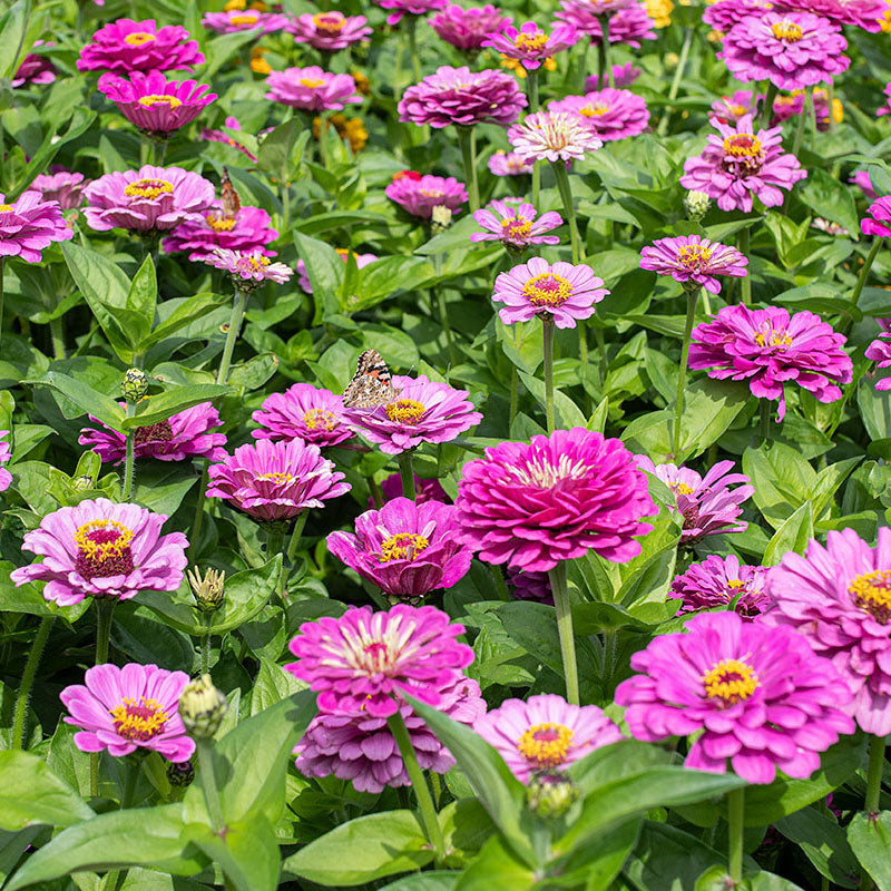 dream planting seeds Zinnia 'Dream'