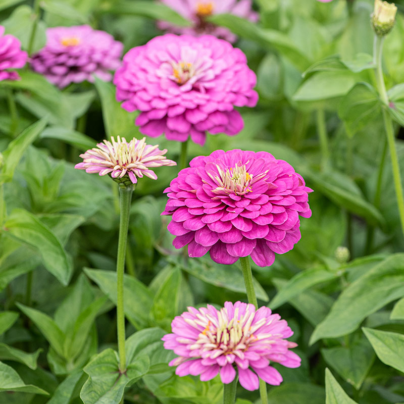 Zinnia 'Dream'