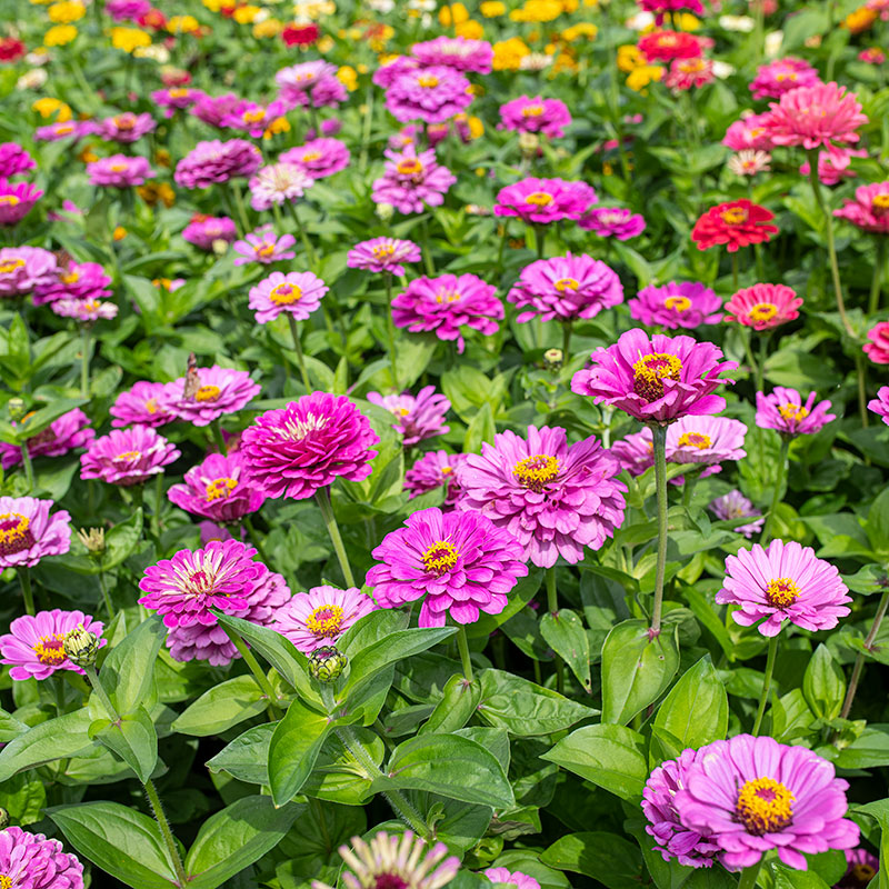 Zinnia 'Dream'