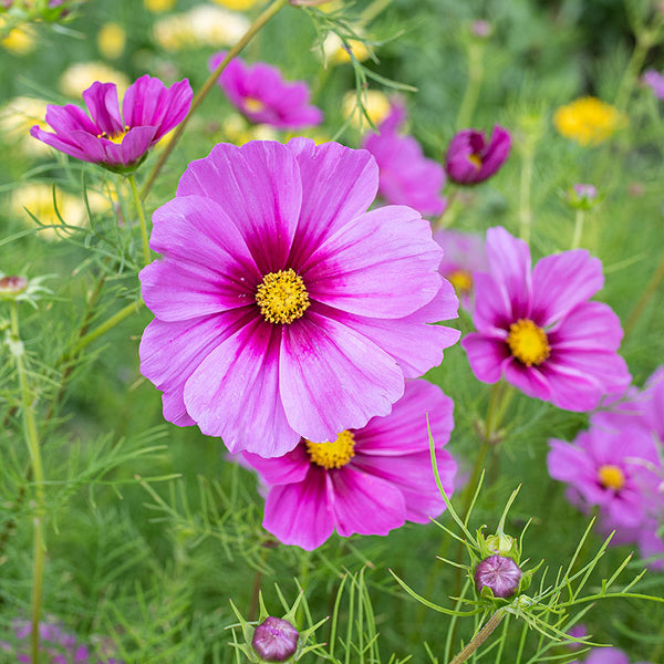 cosmos flower seed collection Cosmos 'Sensation Radiance' seeds