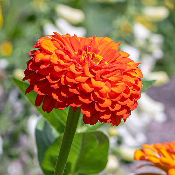 Zinnia 'Benary's Giant Orange' seeds