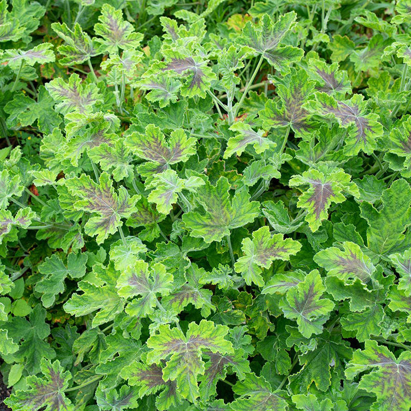 Geranium 'Chocolate Peppermint' - S1