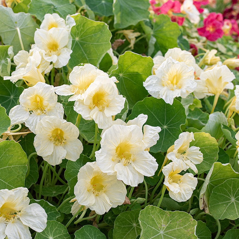 Nasturtium 'Milkmaid'