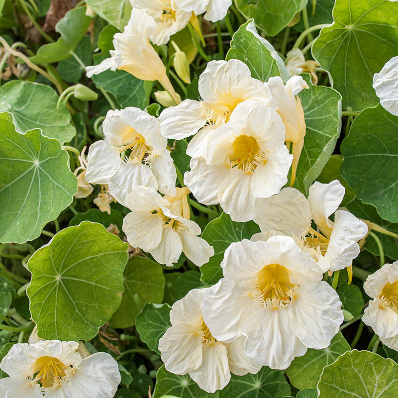 Nasturtium 'Milkmaid'