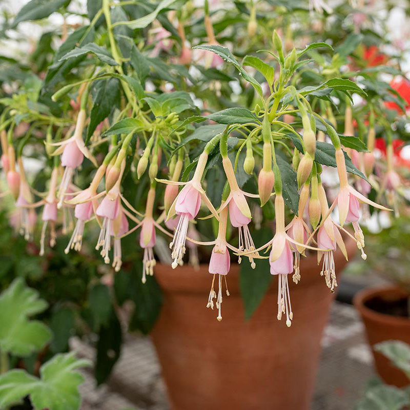 Fuchsia 'White Knight Pearl' - S1