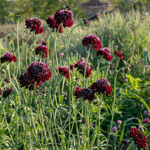 Sweet Scabious 'Black Knight'