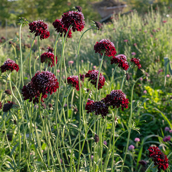 black knight succulent bloom Scabious Seeds 'Black Knight'