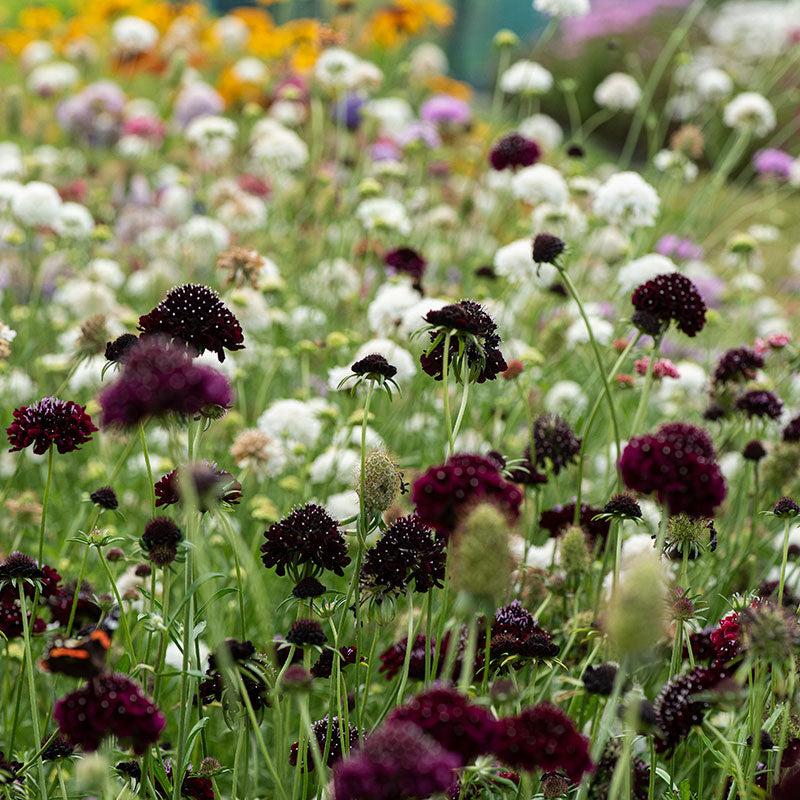 Sweet Scabious 'Black Knight'