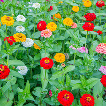 Zinnia 'Oklahoma Mix'