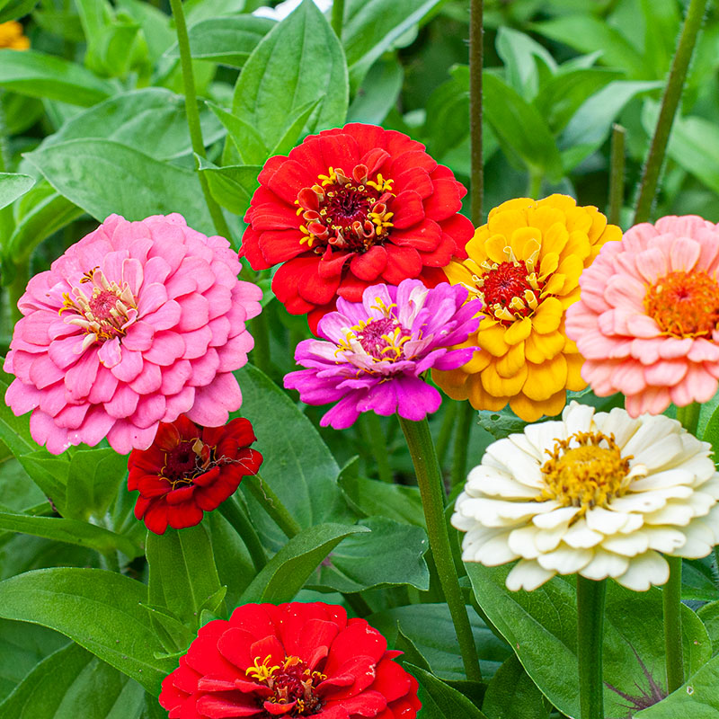 Zinnia 'Oklahoma Mix'