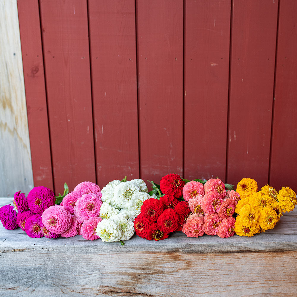 Zinnia 'Oklahoma Mix'