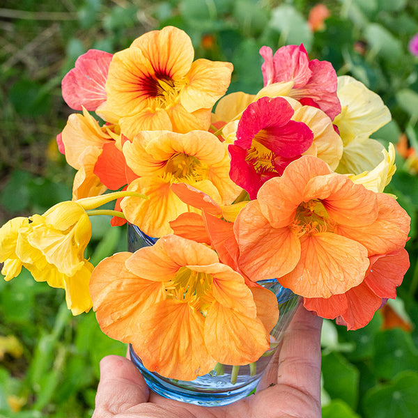 cocktail plant Nasturtium 'Caribbean Cocktail' seeds