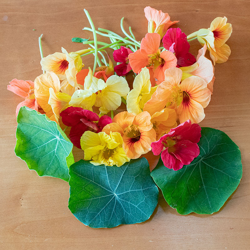Nasturtium 'Caribbean Cocktail' seeds