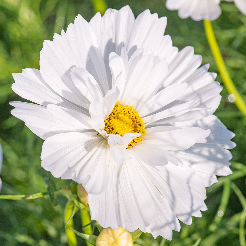 Cosmos 'Psyche White' seeds - Cosmos bipinnatus