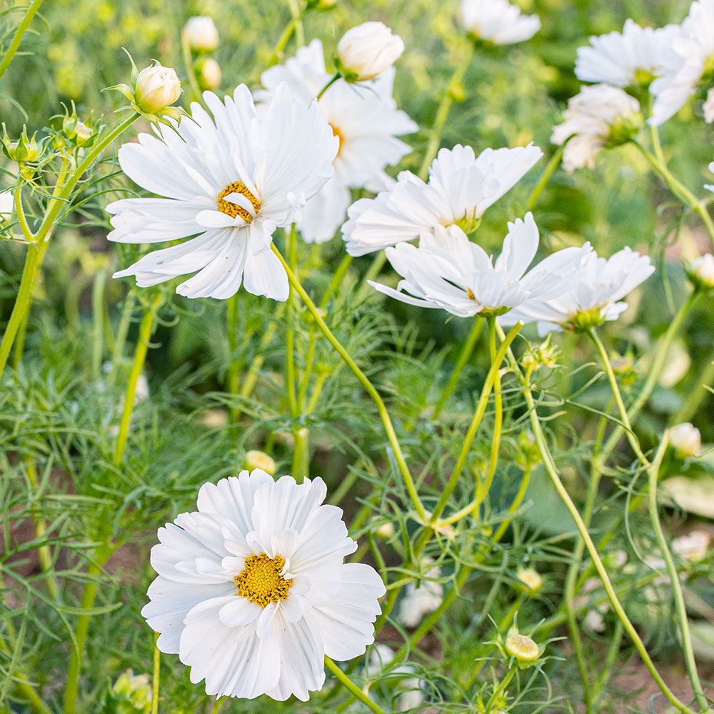 Cosmos 'Psyche White'